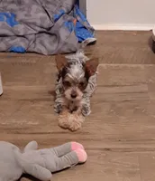 Butterfly, a female Yorkshire Terrier for sale in Lewisburg, TN – Photo 4 of 7