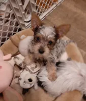 Butterfly, a female Yorkshire Terrier for sale in Lewisburg, TN – Photo 5 of 7