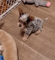 Butterfly, a female Yorkshire Terrier for sale in Lewisburg, TN – Photo 3 of 7