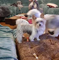 Butterfly, a female Yorkshire Terrier for sale in Lewisburg, TN – Photo 7 of 7