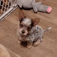 Butterfly, a female Yorkshire Terrier for sale in Lewisburg, TN – Photo 2 of 7