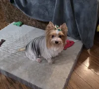 Butterfly, a female Yorkshire Terrier for sale in Lewisburg, TN – Photo 6 of 7