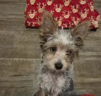 Butterfly, a female Yorkshire Terrier for sale in Lewisburg, TN – Photo 1 of 7