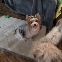 Maizie, a female Yorkshire Terrier for sale in Lewisburg, TN – Photo 1 of 4