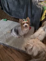 Maizie, a female Yorkshire Terrier for sale in Lewisburg, TN – Photo 1 of 4