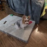 Maizie, a female Yorkshire Terrier for sale in Lewisburg, TN – Photo 3 of 4