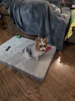 Maizie, a female Yorkshire Terrier for sale in Lewisburg, TN – Photo 3 of 4