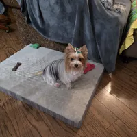 Maizie, a female Yorkshire Terrier for sale in Lewisburg, TN – Photo 4 of 4