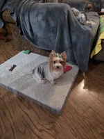 Maizie, a female Yorkshire Terrier for sale in Lewisburg, TN – Photo 4 of 4