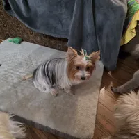 Maizie, a female Yorkshire Terrier for sale in Lewisburg, TN – Photo 2 of 4