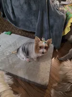 Maizie, a female Yorkshire Terrier for sale in Lewisburg, TN – Photo 2 of 4