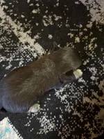 Girl 1, a female Scottish Terrier and Chihuahua for sale in Germantown, IL – 2 of 3