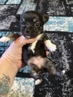Girl 2, a female Scottish Terrier and Chihuahua for sale in Germantown, IL – 2 of 3