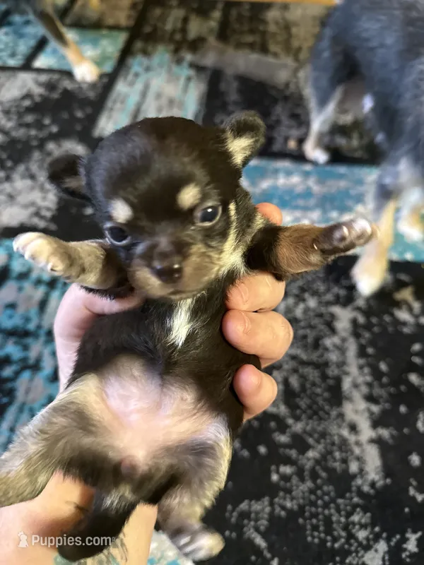 Girl 1 – Scottish Terrier, Chihuahua puppy for sale in Germantown, IL