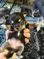 Girl 1, a female Scottish Terrier and Chihuahua for sale in Germantown, IL – 1 of 3