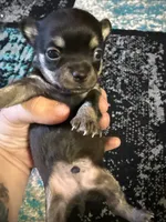 Boy 2 , a male Scottish Terrier and Chihuahua for sale in Germantown, IL – 1 of 3