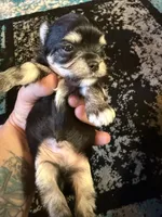 Boy 1, a male Scottish Terrier and Chihuahua for sale in Germantown, IL – 2 of 3