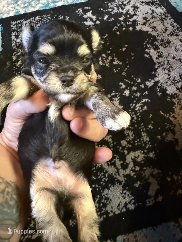 Boy 1 – Scottish Terrier, Chihuahua puppy for sale in Germantown, IL