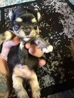 Boy 1, a male Scottish Terrier and Chihuahua for sale in Germantown, IL – 1 of 3