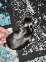 Boy 1, a male Scottish Terrier and Chihuahua for sale in Germantown, IL – 3 of 3