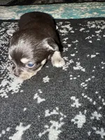 Girl 1, a female Scottish Terrier and Chihuahua for sale in Germantown, IL – 3 of 3