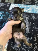 Boy 2 , a male Scottish Terrier and Chihuahua for sale in Germantown, IL – 3 of 3