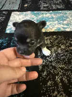Girl 2, a female Scottish Terrier and Chihuahua for sale in Germantown, IL – 3 of 3