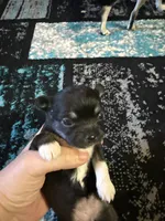 Girl 2, a female Scottish Terrier and Chihuahua for sale in Germantown, IL – 1 of 3