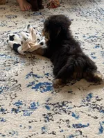 Sarge (toy aussiedoodle), a male Miniature Aussiedoodle for sale in Knoxville, TN – 4 of 5