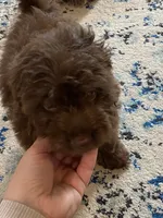 Tex, a male Miniature Aussiedoodle for sale in Knoxville, TN – 5 of 6
