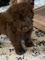 Tex, a male Miniature Aussiedoodle for sale in Knoxville, TN – 3 of 6