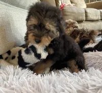 Sarge (toy aussiedoodle), a male Miniature Aussiedoodle for sale in Knoxville, TN – 2 of 5