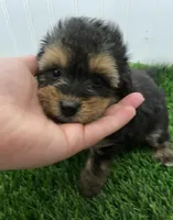 Sarge (toy aussiedoodle), a male Miniature Aussiedoodle for sale in Knoxville, TN – 3 of 5