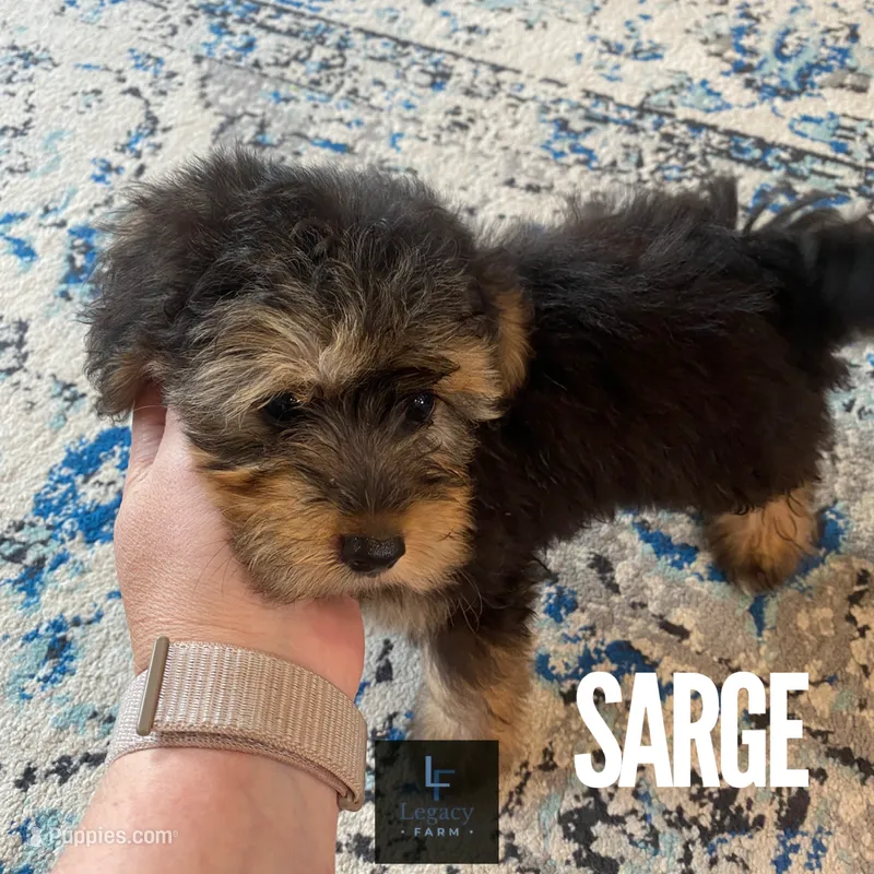 Sarge (toy aussiedoodle) – Miniature Aussiedoodle puppy for sale in Knoxville, TN