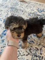 Sarge (toy aussiedoodle), a male Miniature Aussiedoodle for sale in Knoxville, TN – 5 of 5