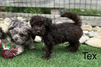Tex, a male Miniature Aussiedoodle for sale in Knoxville, TN – 2 of 6