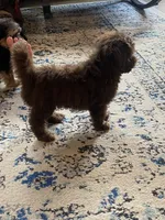 Tex, a male Miniature Aussiedoodle for sale in Knoxville, TN – 6 of 6