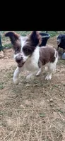 Milo, a male Border Collie for sale in Clarksville, TN – 4 of 4