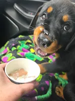 Rue, a female Rottweiler for sale in Crown Point, IN – 3 of 3
