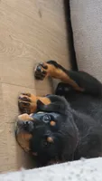 Rue, a female Rottweiler for sale in Crown Point, IN – 2 of 3