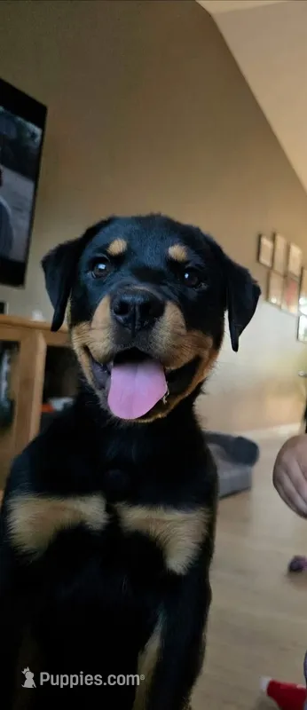 Rue – Rottweiler puppy for sale in Crown Point, IN