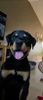 Rue, a female Rottweiler for sale in Crown Point, IN – 1 of 3
