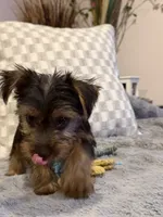 Red , a male Yorkshire Terrier for sale in Hammond, IN – 3 of 4