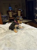 Pink, a female Yorkshire Terrier for sale in Hammond, IN – 4 of 4