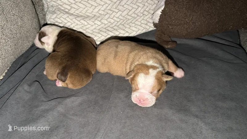 Spot – Olde English Bulldogge puppy for sale in Hammond, IN