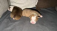 Spot, a male Olde English Bulldogge for sale in Hammond, IN – 1 of 1