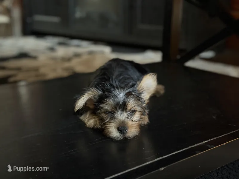 Pink – Yorkshire Terrier puppy for sale in Hammond, IN