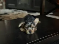 Pink, a female Yorkshire Terrier for sale in Hammond, IN – 1 of 4