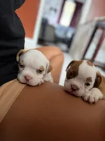 Chubby , a female Olde English Bulldogge for sale in Hammond, IN – 2 of 3