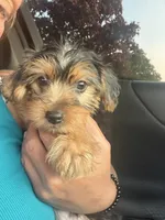 Silver, a male Yorkshire Terrier for sale in Hammond, IN – 3 of 4